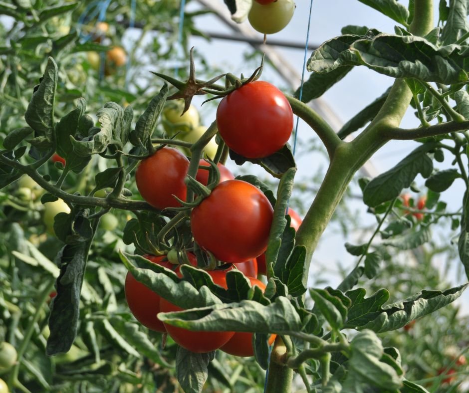 How HortiNigeria is Transforming Nigeria’s Horticultural Value Chain